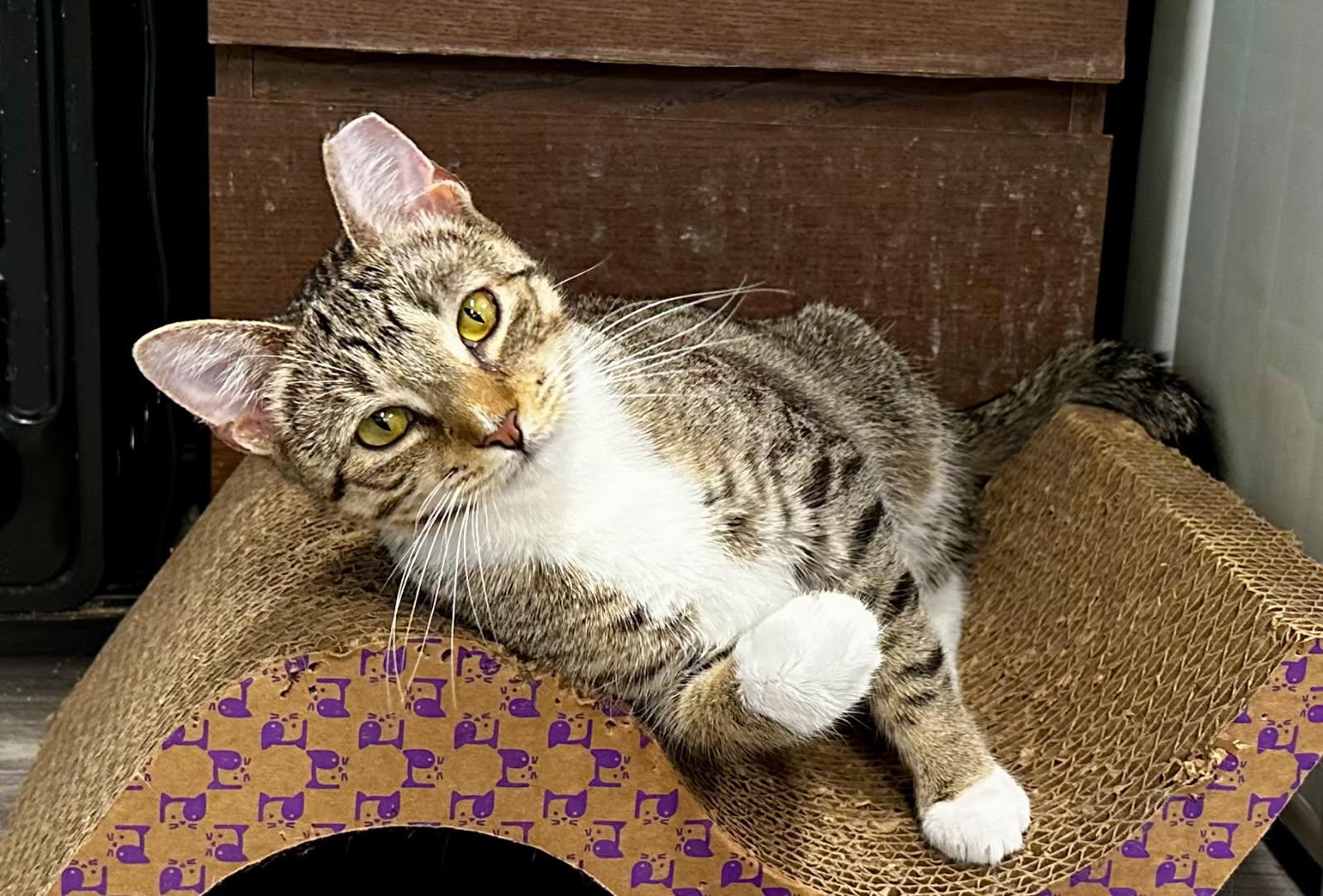 Danica, adoptable, Young Female Domestic Short Hair.