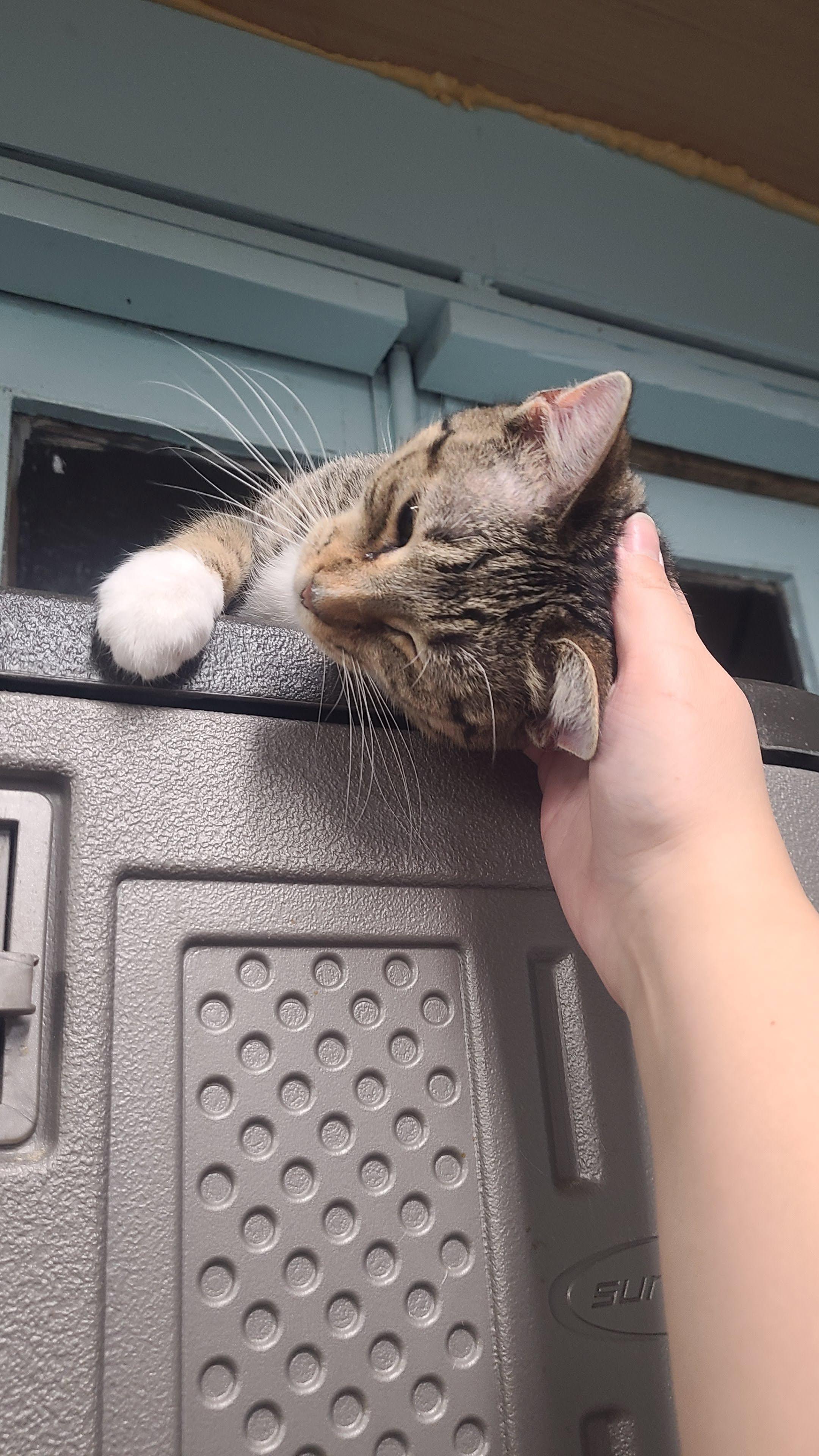 Danica, an adoptable Domestic Short Hair in Norfolk, VA image 4/4