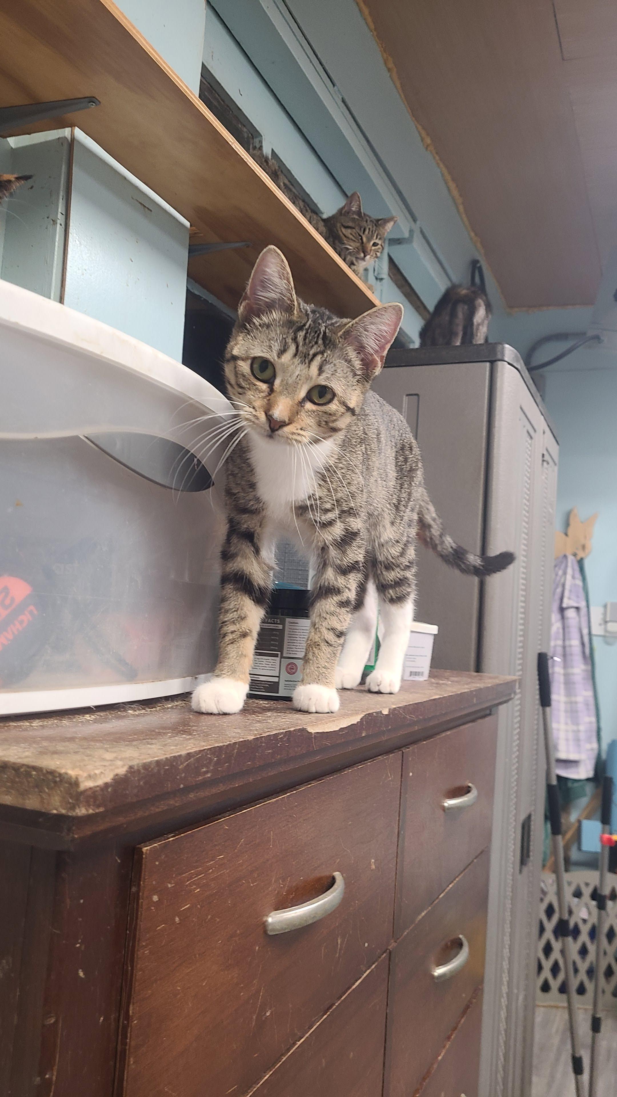 Danica, an adoptable Domestic Short Hair in Norfolk, VA image 2/4