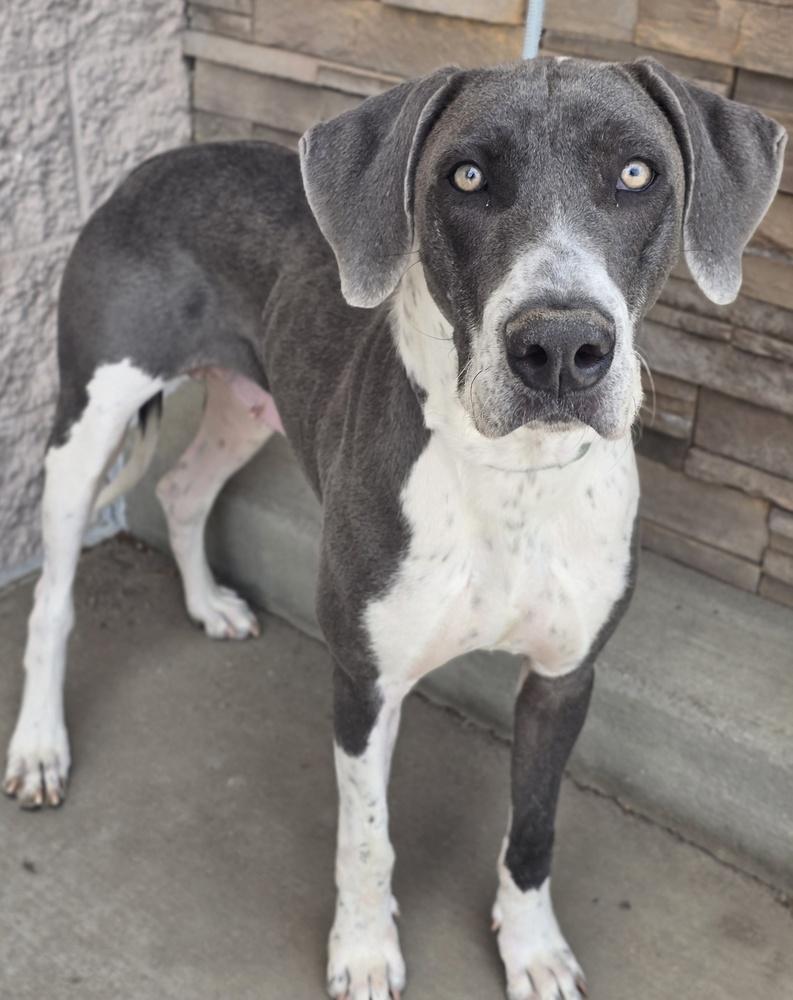 Enlarge Penelope, a Adoptable mixed breed in Sedalia, CO image 1/6