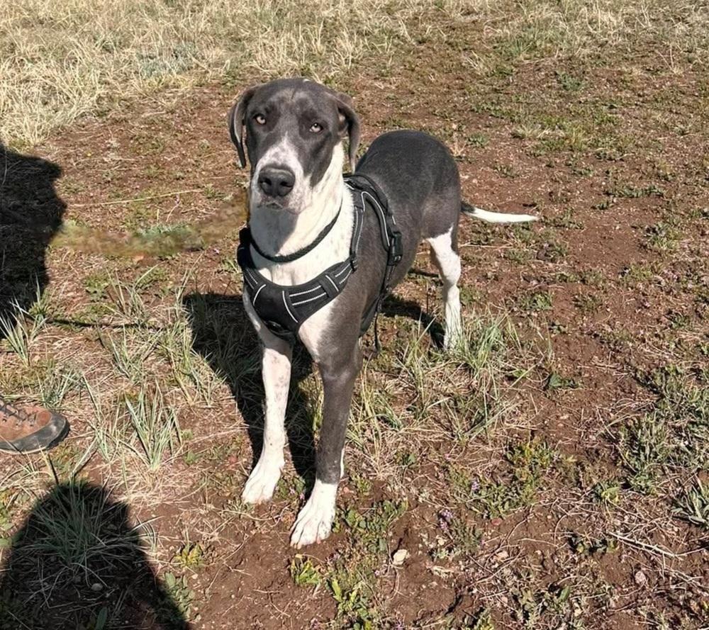 Enlarge Penelope, a Adoptable mixed breed in Sedalia, CO image 2/6
