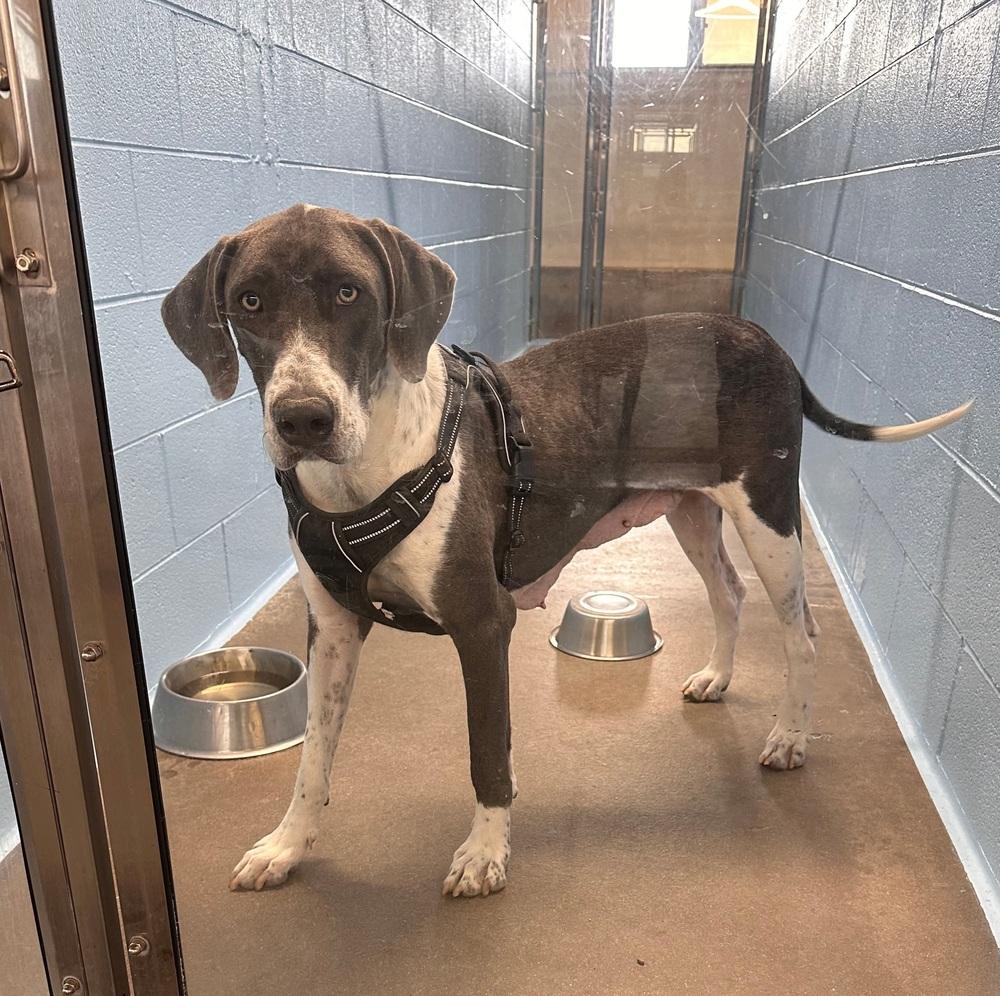 Enlarge Penelope, a Adoptable mixed breed in Sedalia, CO image 3/6