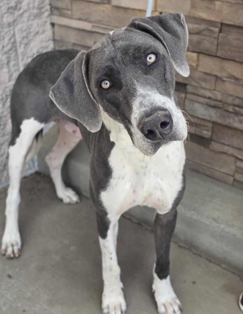 Enlarge Penelope, a Adoptable mixed breed in Sedalia, CO image 4/6
