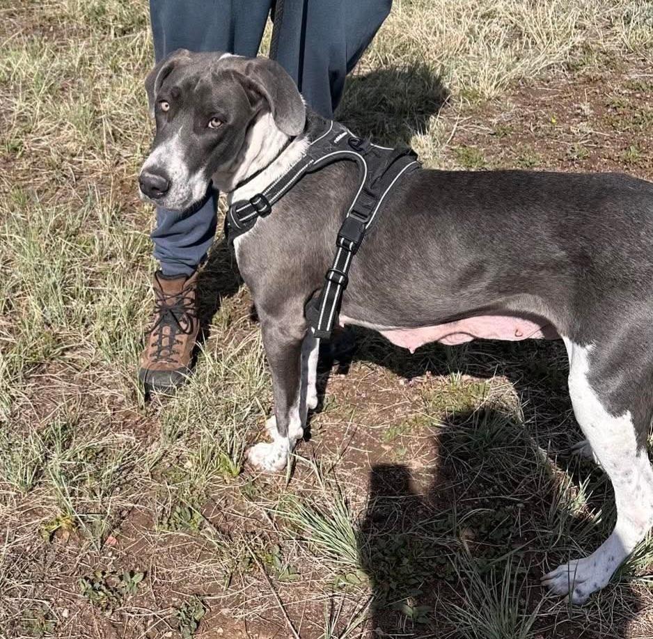 Enlarge Penelope, a Adoptable mixed breed in Sedalia, CO image 5/6