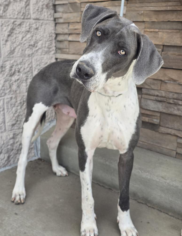 Enlarge Penelope, a Adoptable mixed breed in Sedalia, CO image 6/6