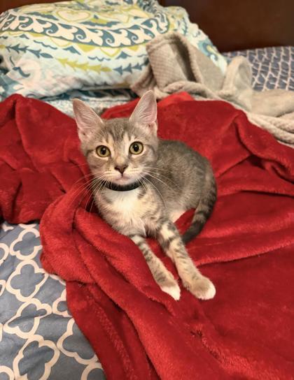 Cassia, Adoptable, Kitten Female Domestic Short Hair & Domestic Short Hair.