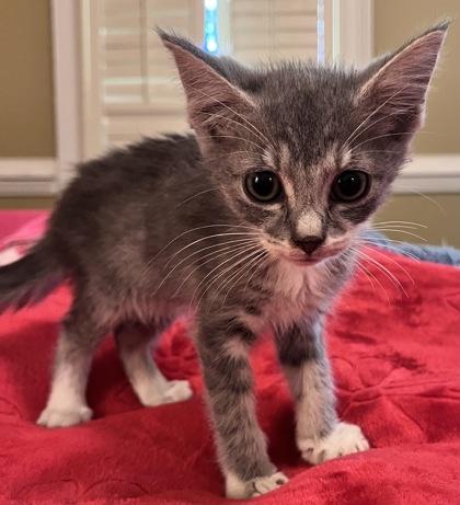 Enlarge Cassia, a Adoptable mixed breed in Lawrenceville, GA image 1/1