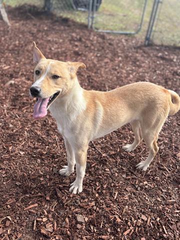 Enlarge JETT, a Adoptable mixed breed in Panama City, FL image 1/1