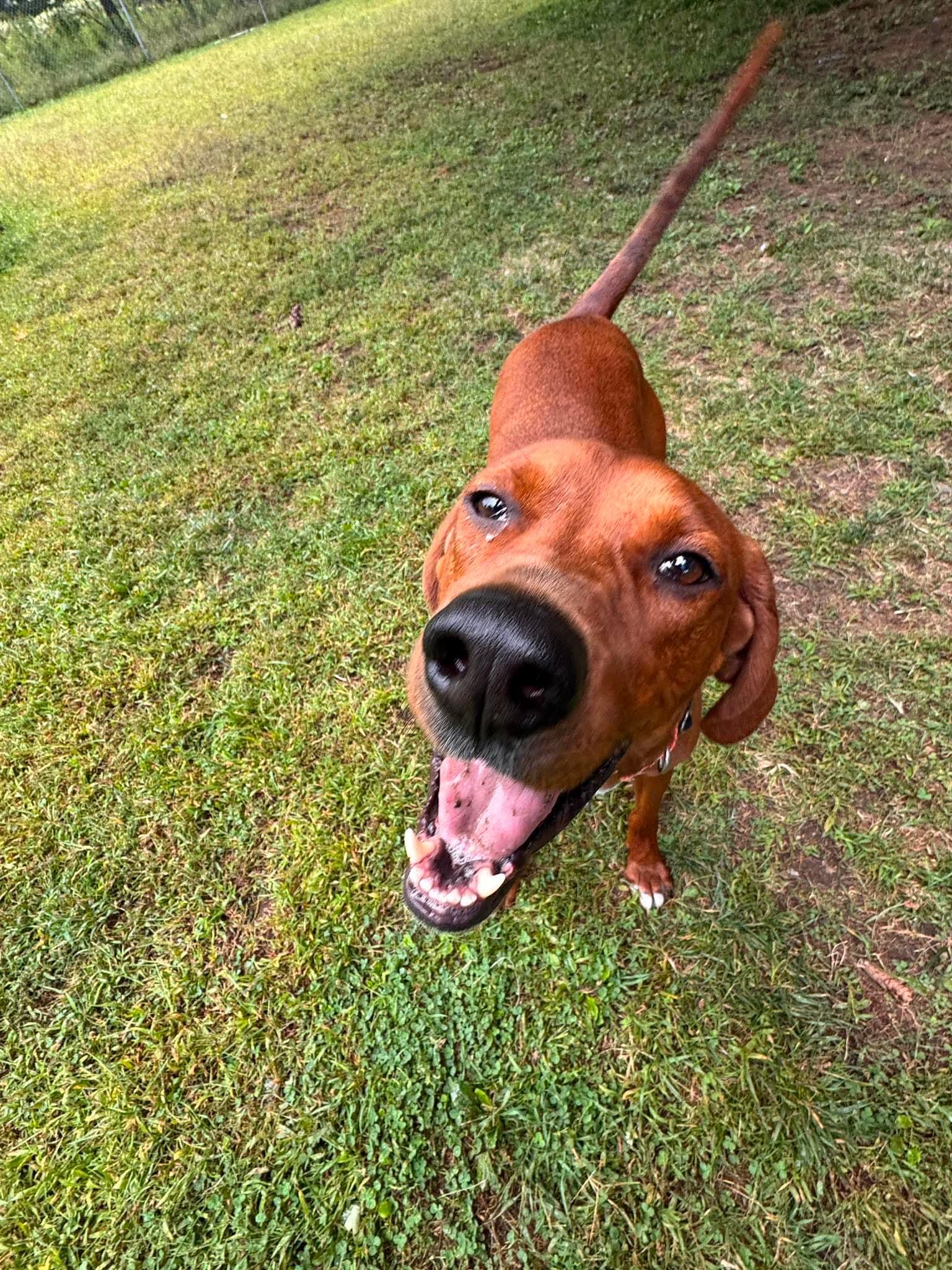 Copper, a Adoptable Redbone Coonhound in Cherryfield, ME image 2/5