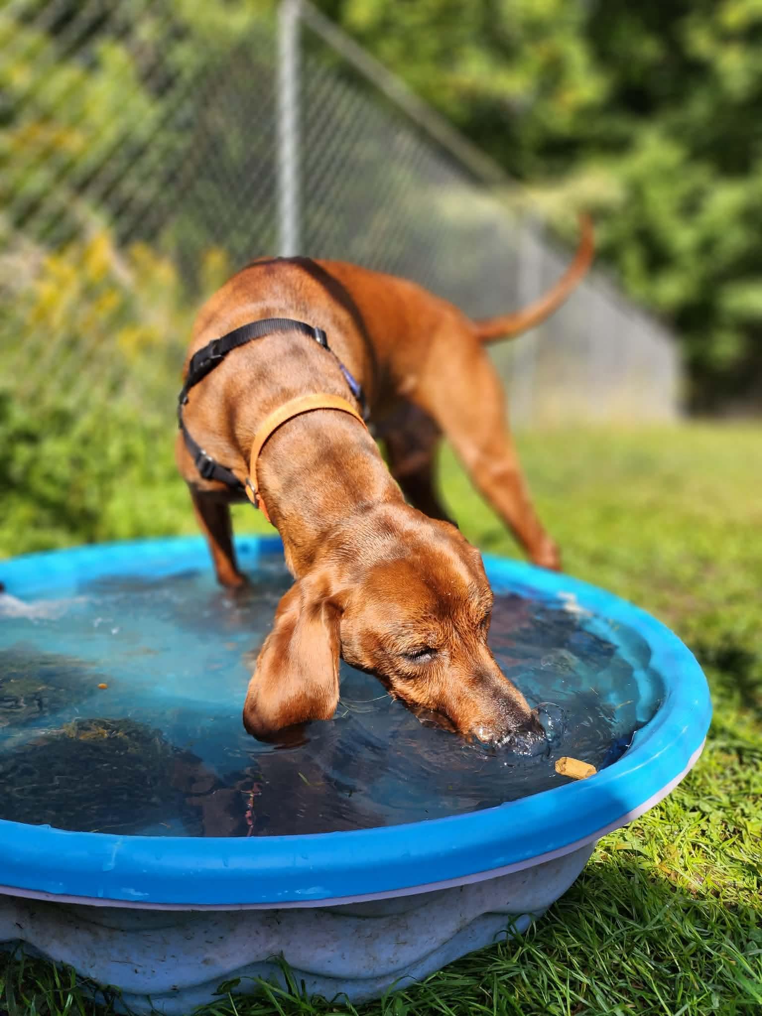 Copper, a Adoptable Redbone Coonhound in Cherryfield, ME image 3/5
