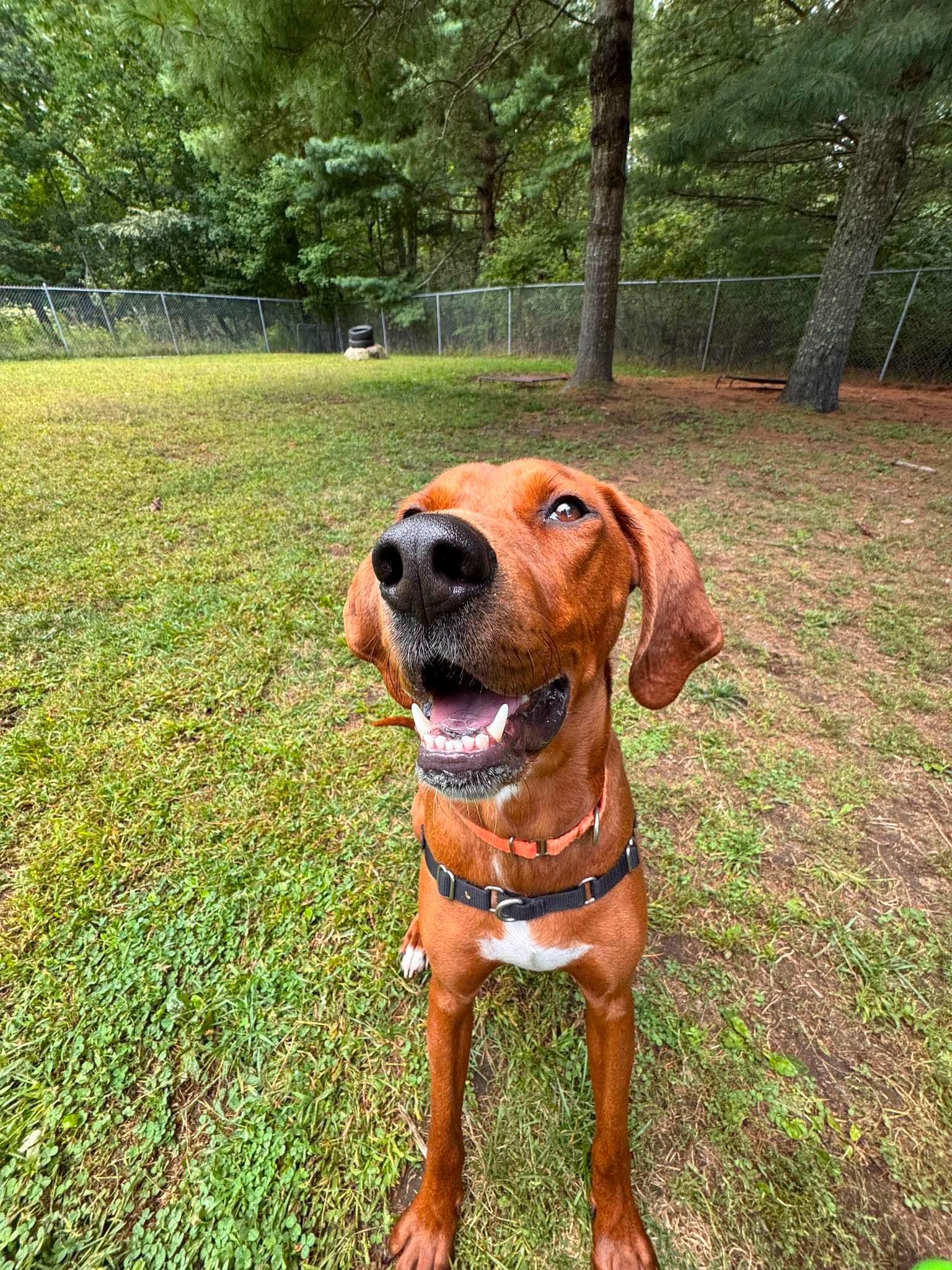 Copper, Adoptable, Young Male Redbone Coonhound.