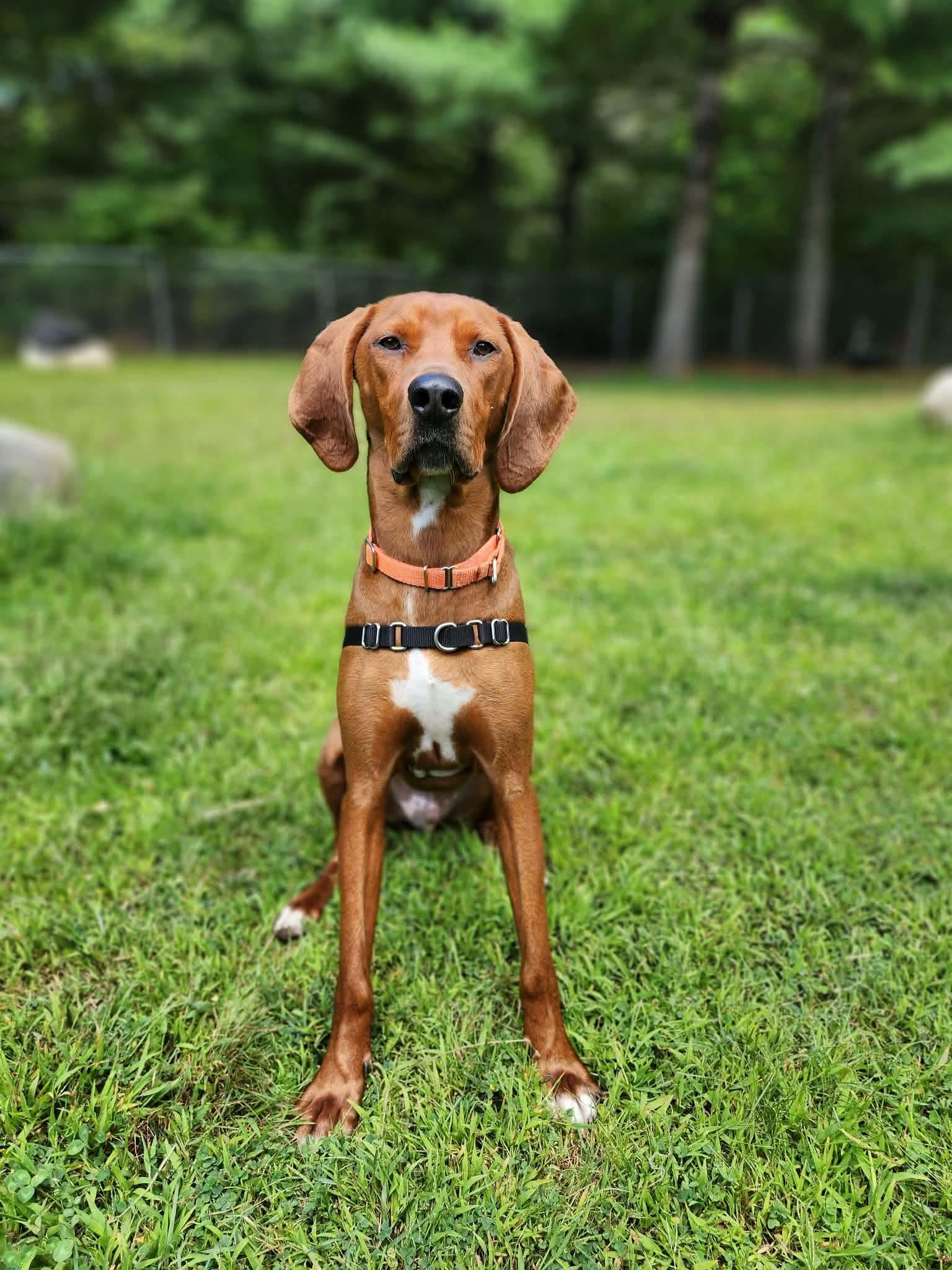 Enlarge Copper, a Adoptable Redbone Coonhound in Cherryfield, ME image 3/6
