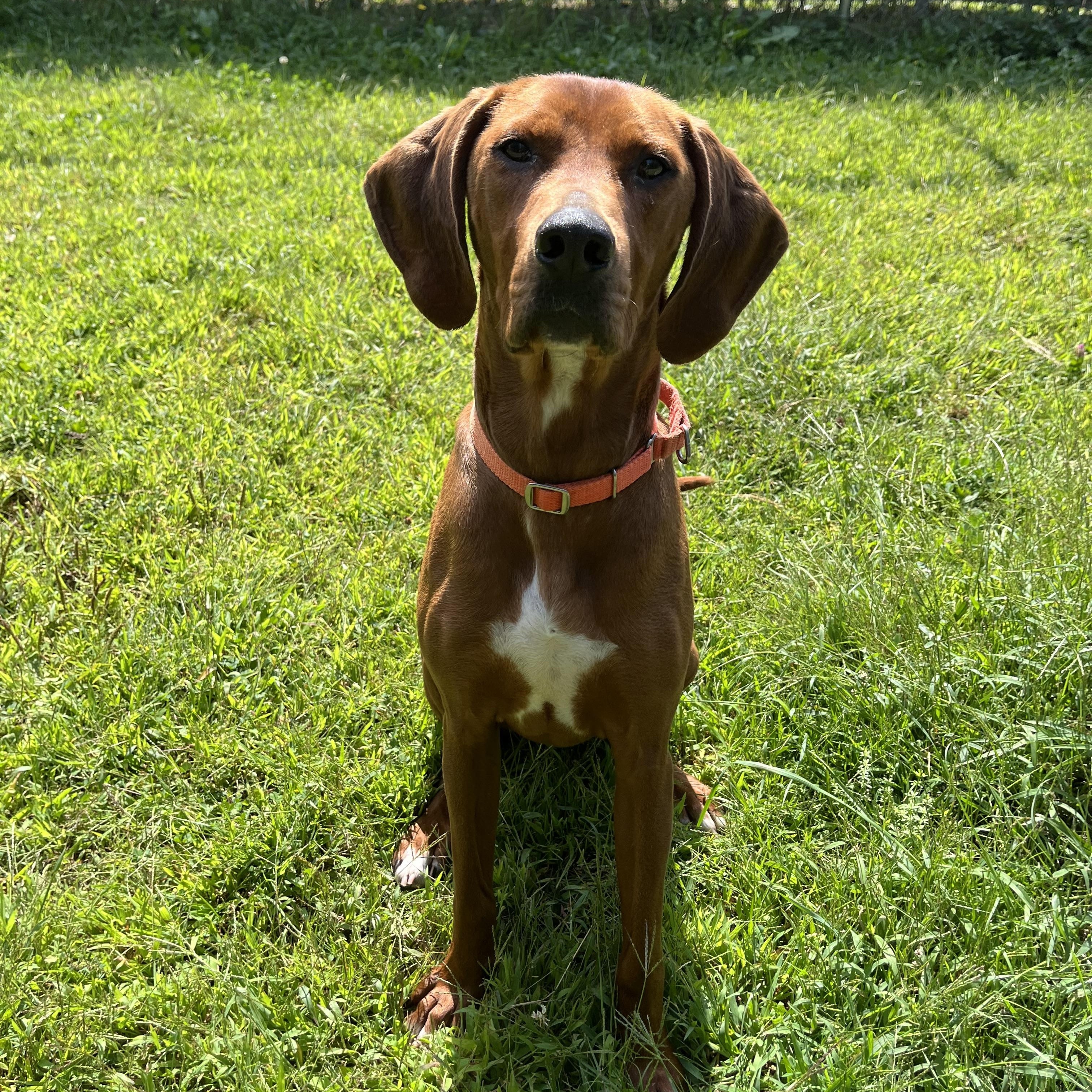 Copper, a Adoptable Redbone Coonhound in Cherryfield, ME image 4/5