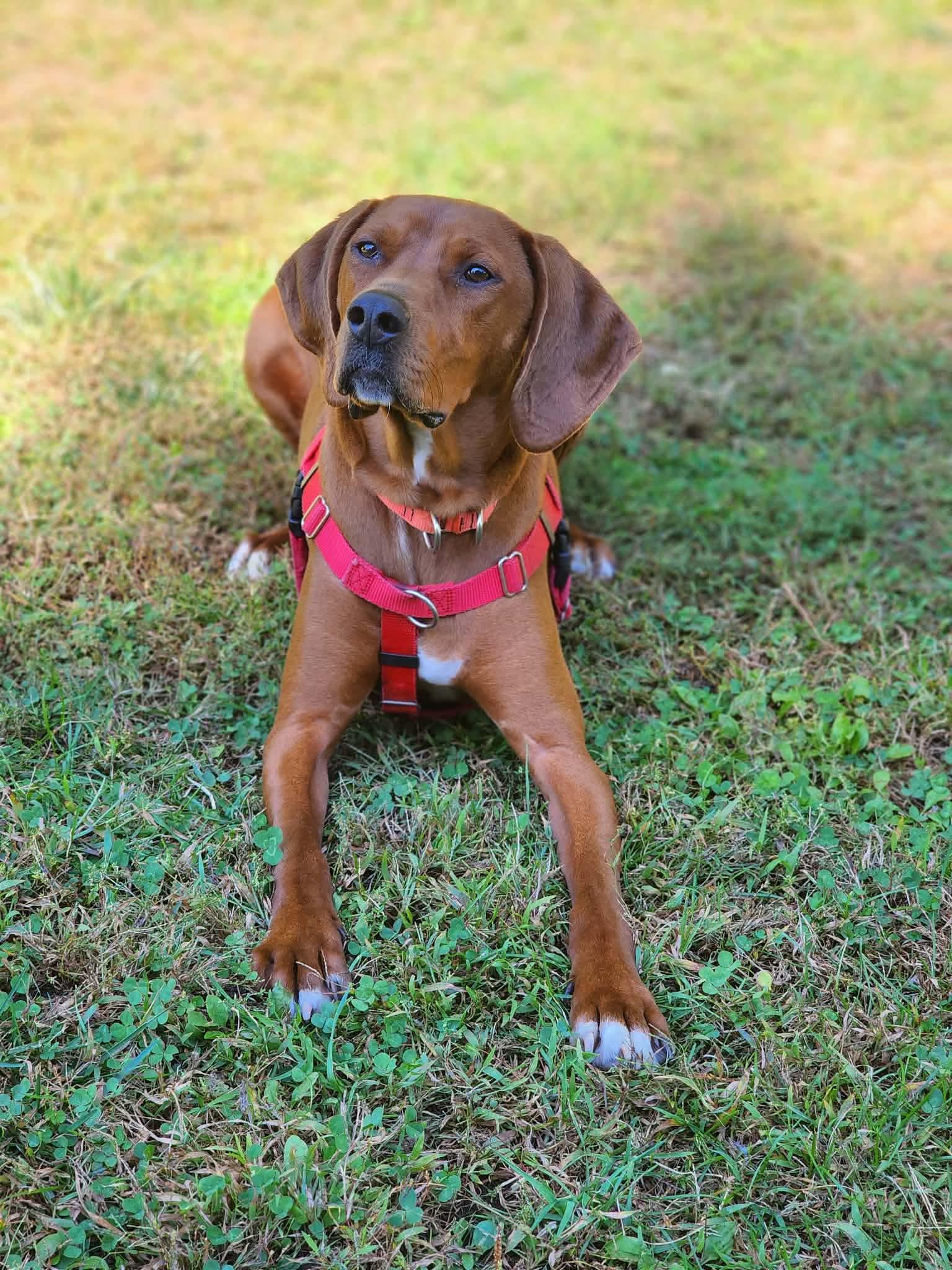 Copper, Adoptable, Young Male Redbone Coonhound.