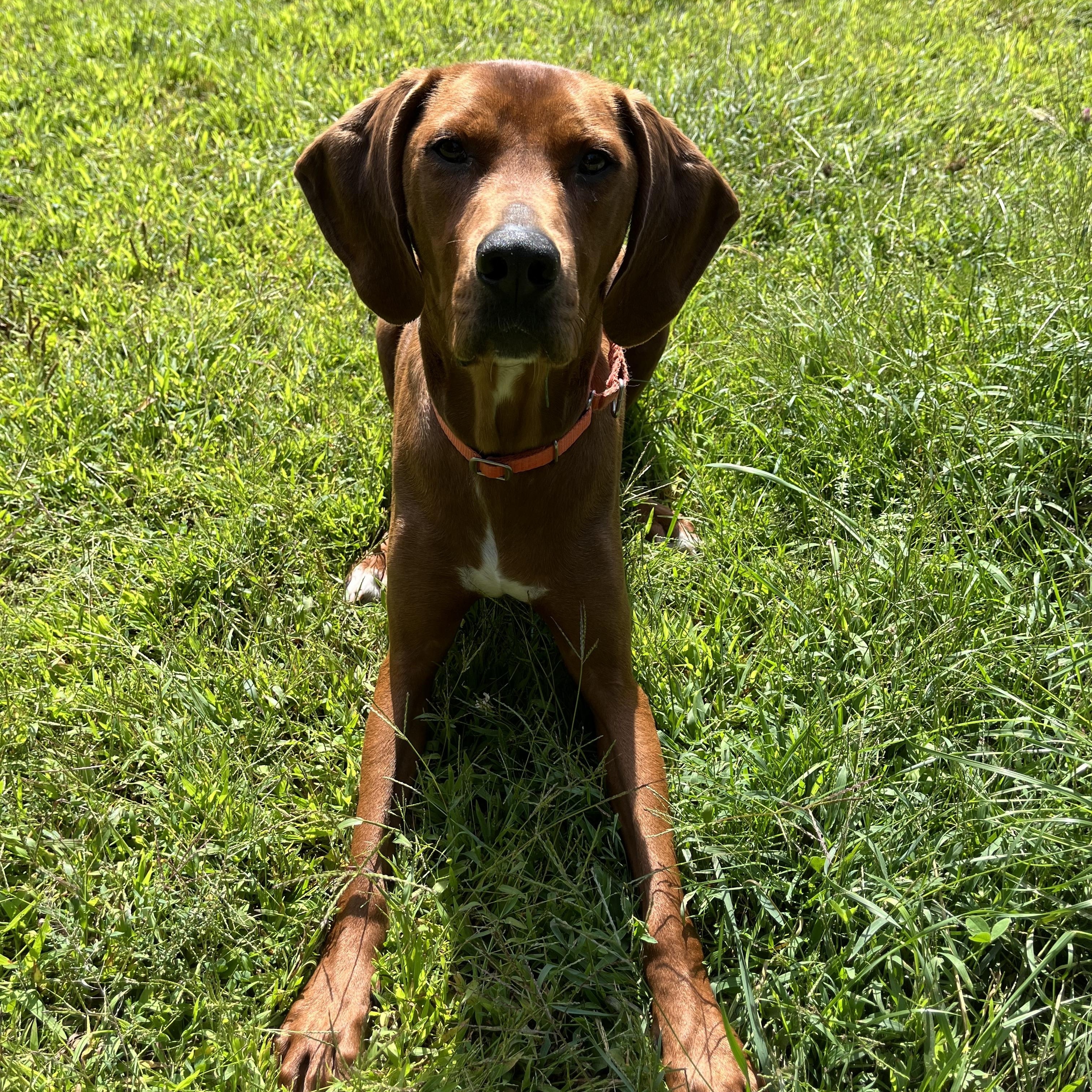 Copper, a Adoptable Redbone Coonhound in Cherryfield, ME image 5/5