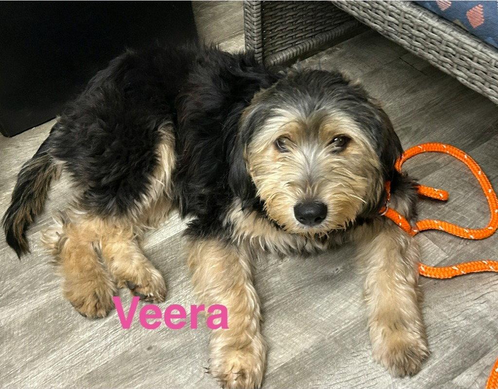 Enlarge Veera, a Adoptable mixed breed in Ellijay, GA image 1/2