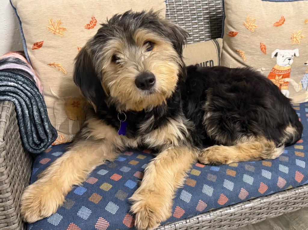Enlarge Veera, a Adoptable mixed breed in Ellijay, GA image 2/2