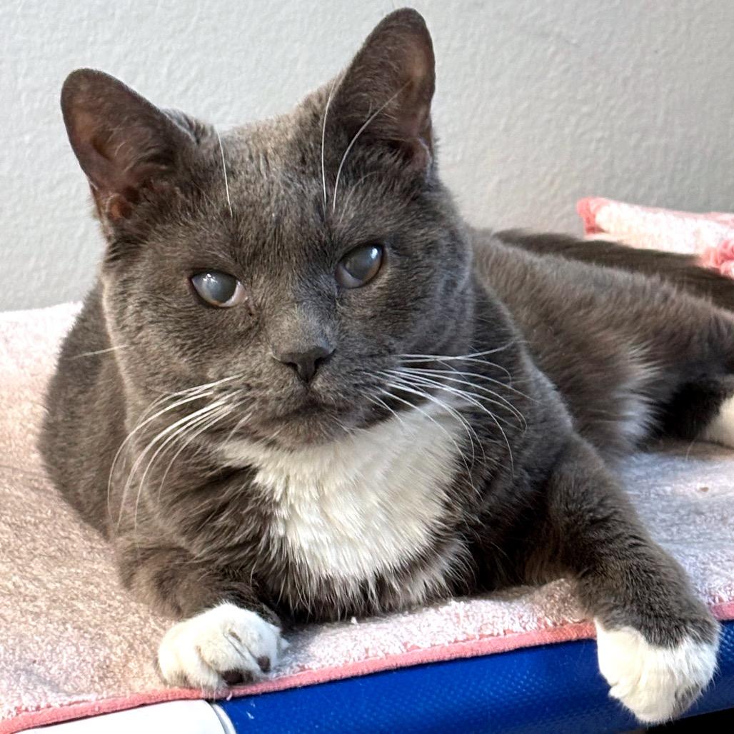 Enlarge Chai, a ADOPTABLE Domestic Short Hair in Chicago, IL image 3/3