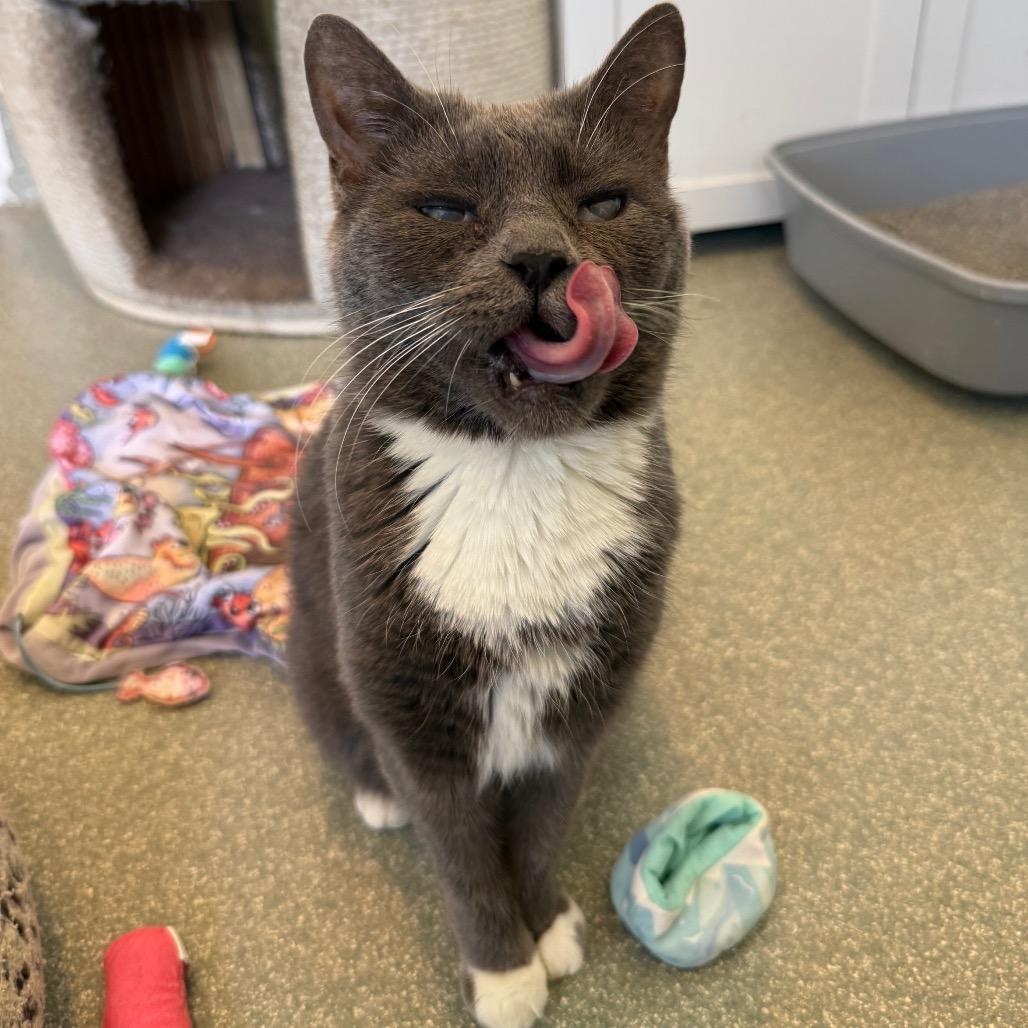 Enlarge Chai, a ADOPTABLE Domestic Short Hair in Chicago, IL image 2/6