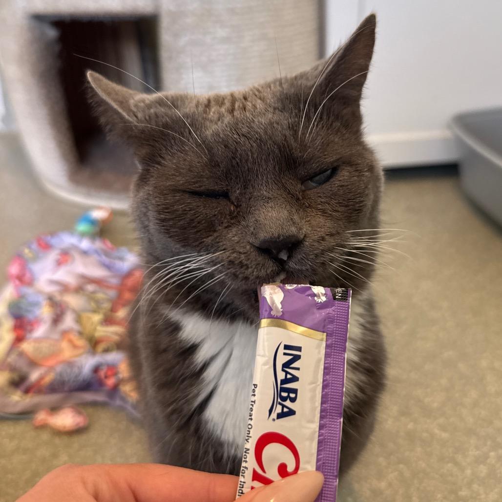 Enlarge Chai, a ADOPTABLE Domestic Short Hair in Chicago, IL image 4/6