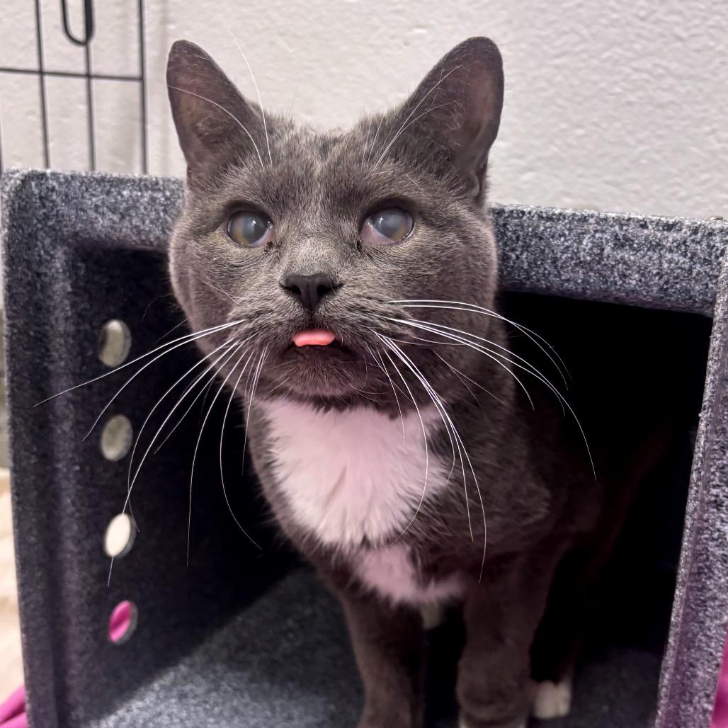 Enlarge Chai, a ADOPTABLE Domestic Short Hair in Chicago, IL image 2/3