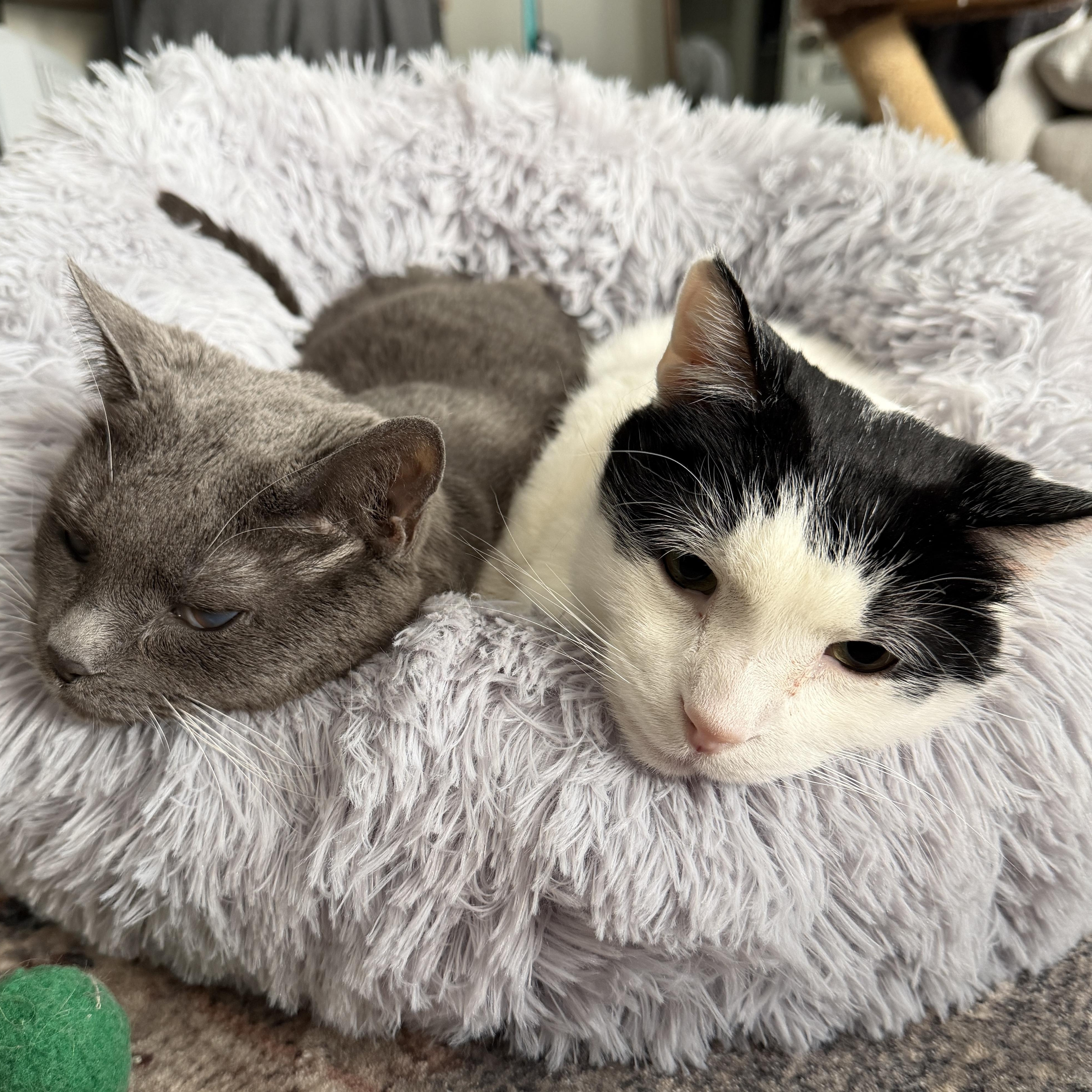 Enlarge Chai, a ADOPTABLE Domestic Short Hair in Chicago, IL image 6/6