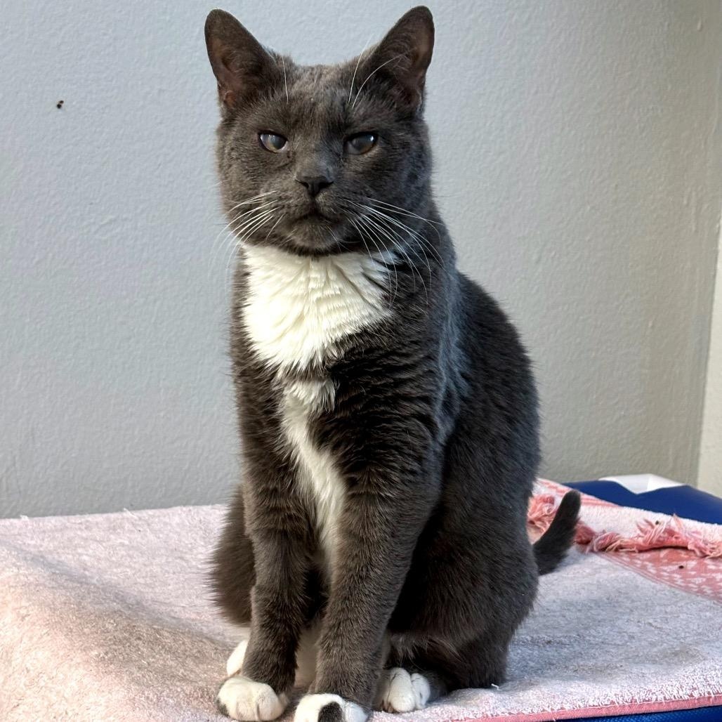 Enlarge Chai, a ADOPTABLE Domestic Short Hair in Chicago, IL image 1/6