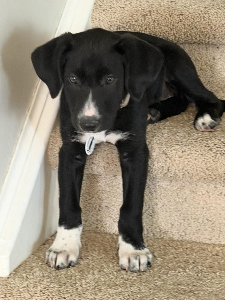 Jerry Garcia, Adoptable, Puppy Male Border Collie & Plott Hound.