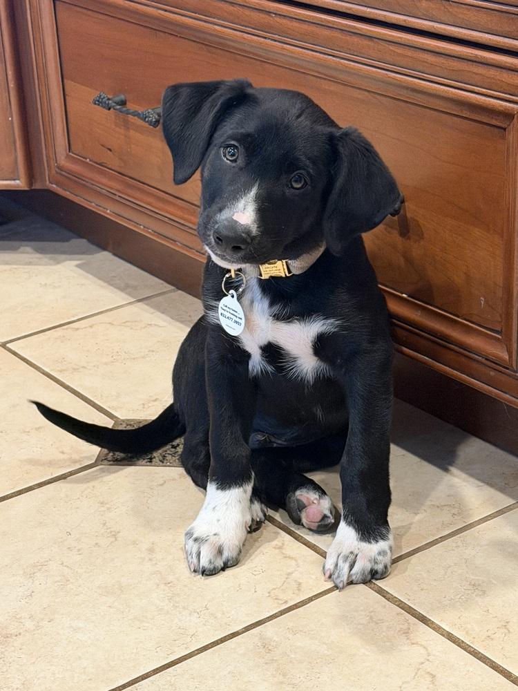 Enlarge Jerry Garcia, a Adoptable mixed breed in Denver, CO image 2/6