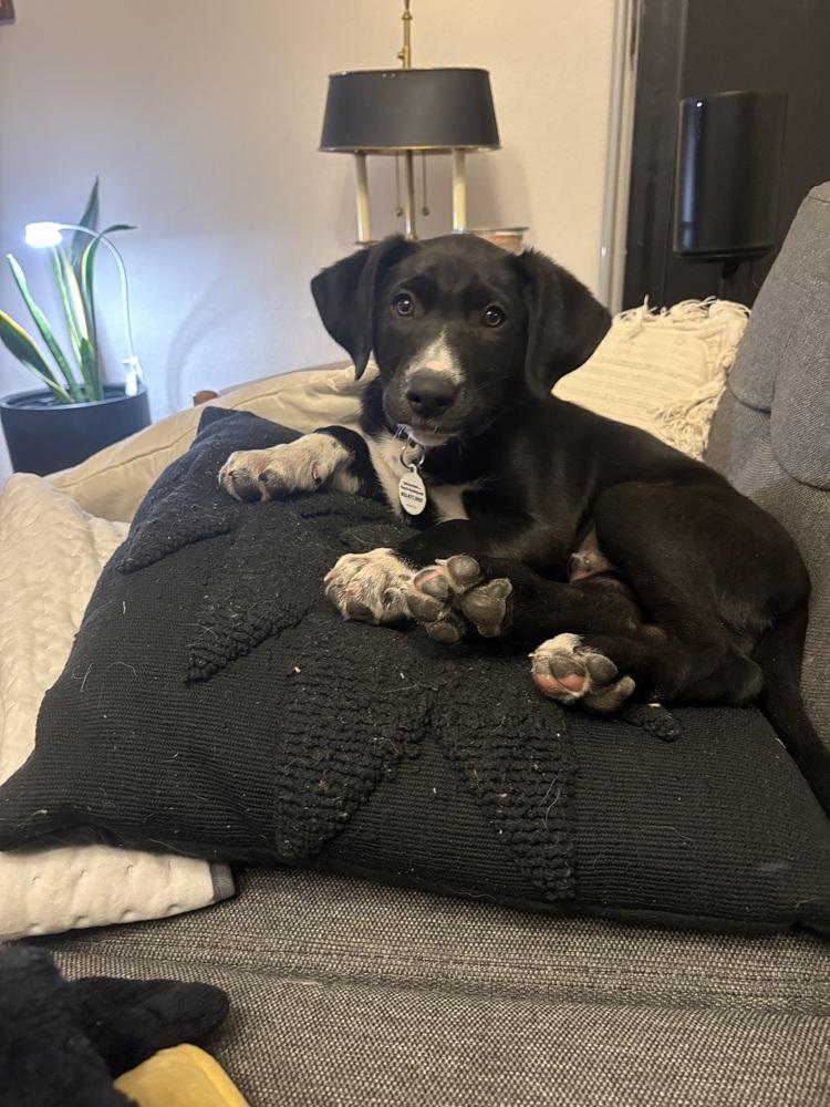 Enlarge Jerry Garcia, a Adoptable mixed breed in Denver, CO image 3/6