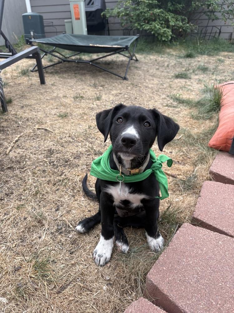 Enlarge Jerry Garcia, a Adoptable mixed breed in Denver, CO image 4/6
