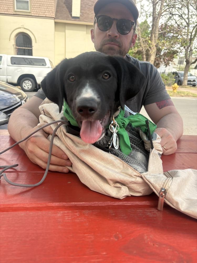 Enlarge Jerry Garcia, a Adoptable mixed breed in Denver, CO image 5/6