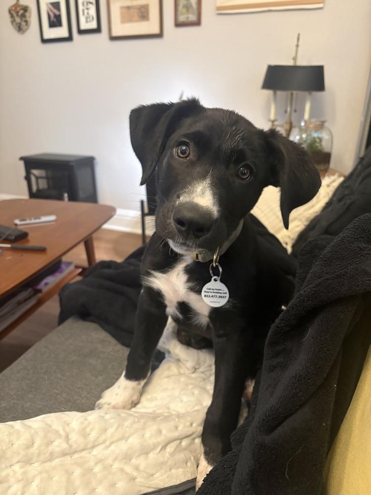 Enlarge Jerry Garcia, a Adoptable mixed breed in Denver, CO image 6/6