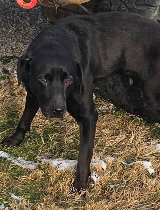 Enlarge champ, a Adoptable Labrador Retriever in North Vernon, IN image 1/1