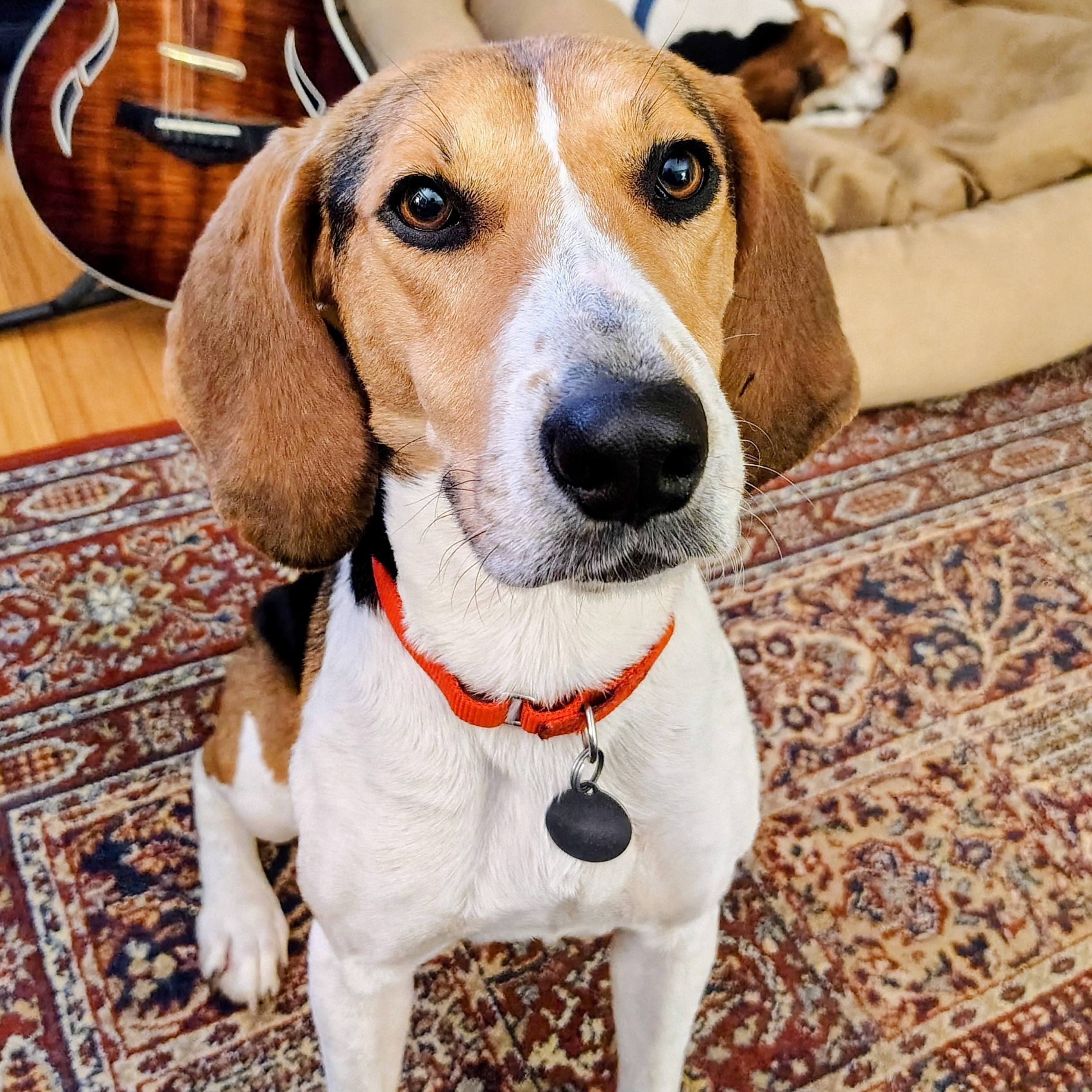 Enlarge Hazel, a ADOPTABLE Treeing Walker Coonhound in Terrace Park, OH image 2/6