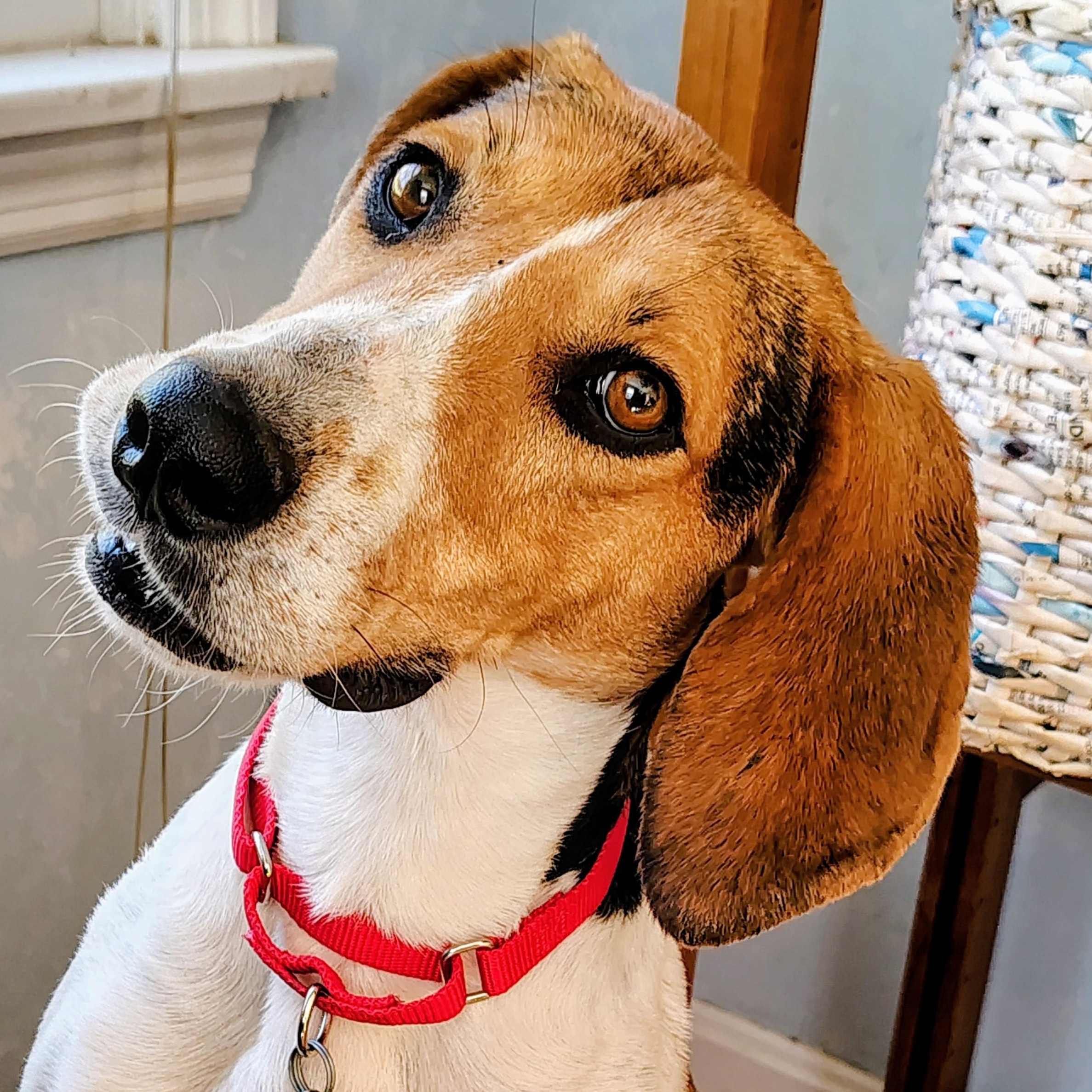 Hazel, ADOPTABLE, Adult Female Treeing Walker Coonhound.