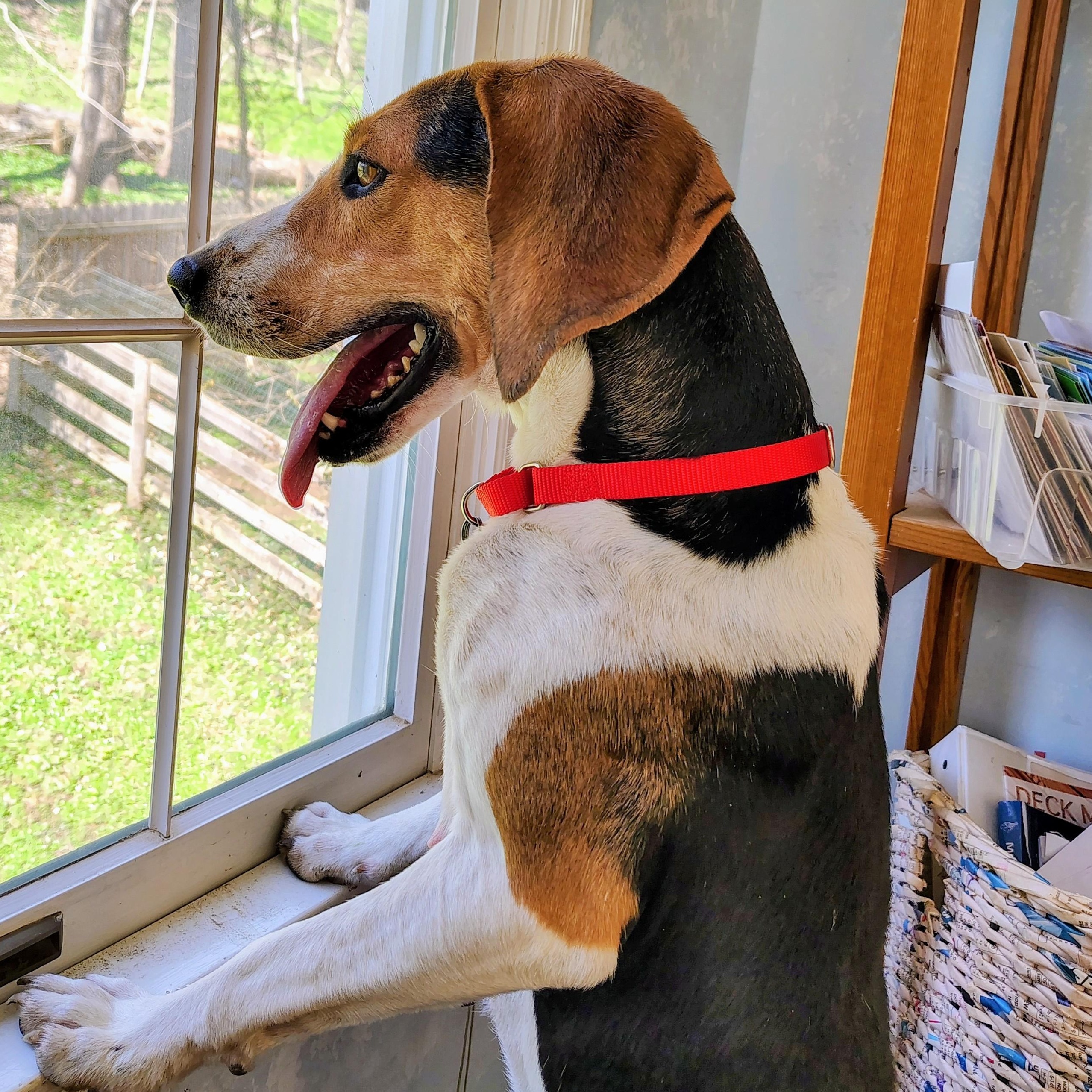 Enlarge Hazel, a ADOPTABLE Treeing Walker Coonhound in Terrace Park, OH image 4/6