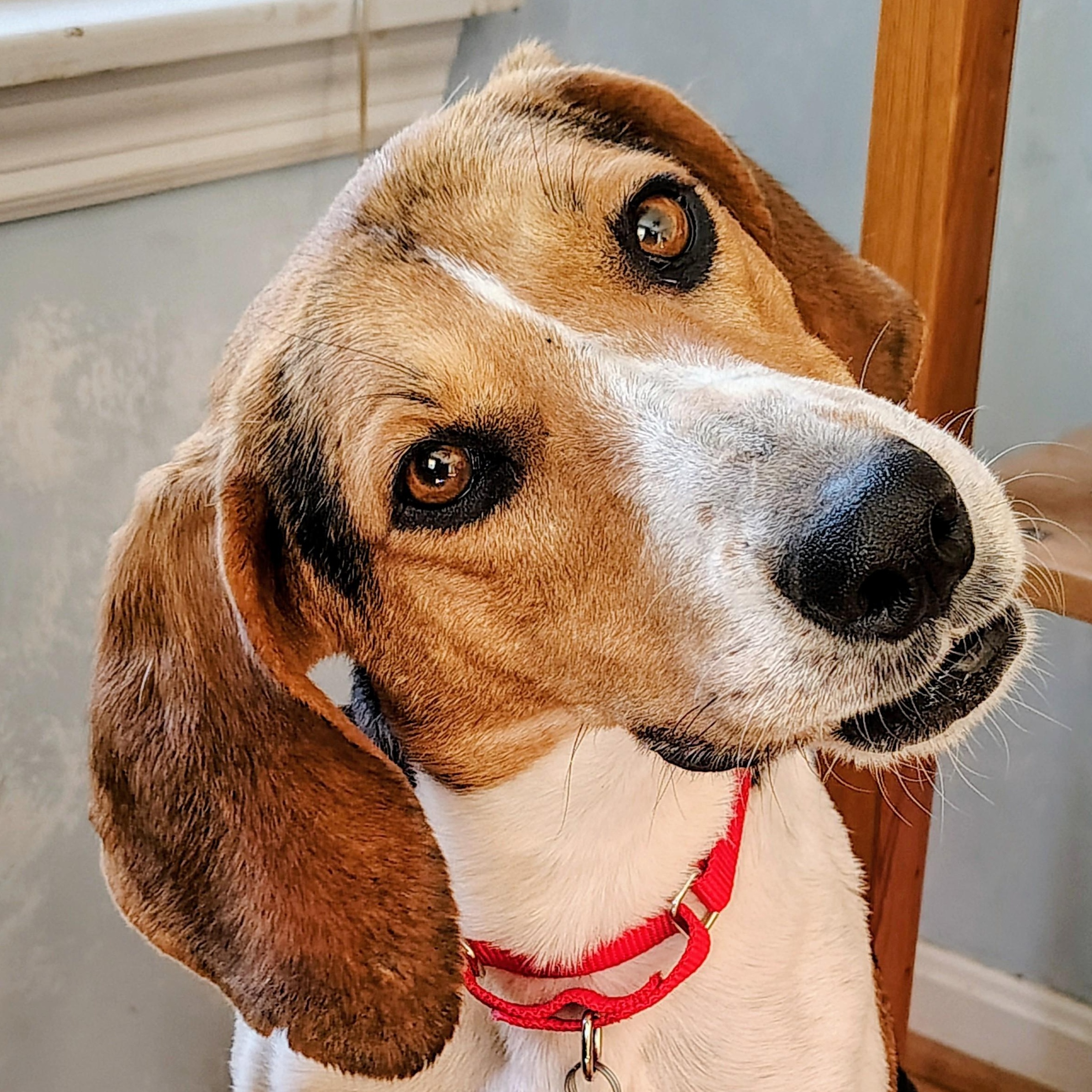 Enlarge Hazel, a ADOPTABLE Treeing Walker Coonhound in Terrace Park, OH image 5/6