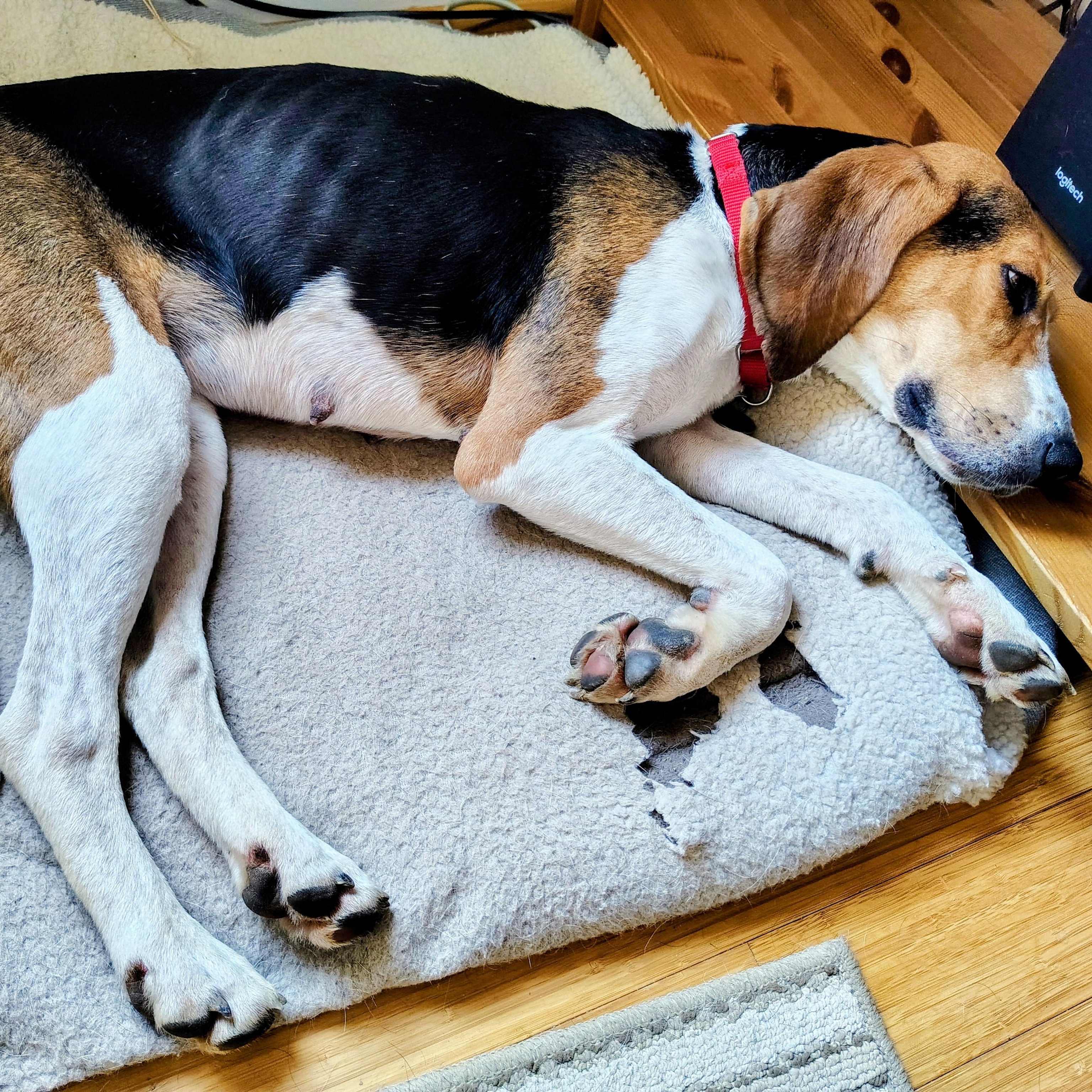 Enlarge Hazel, a ADOPTABLE Treeing Walker Coonhound in Terrace Park, OH image 6/6