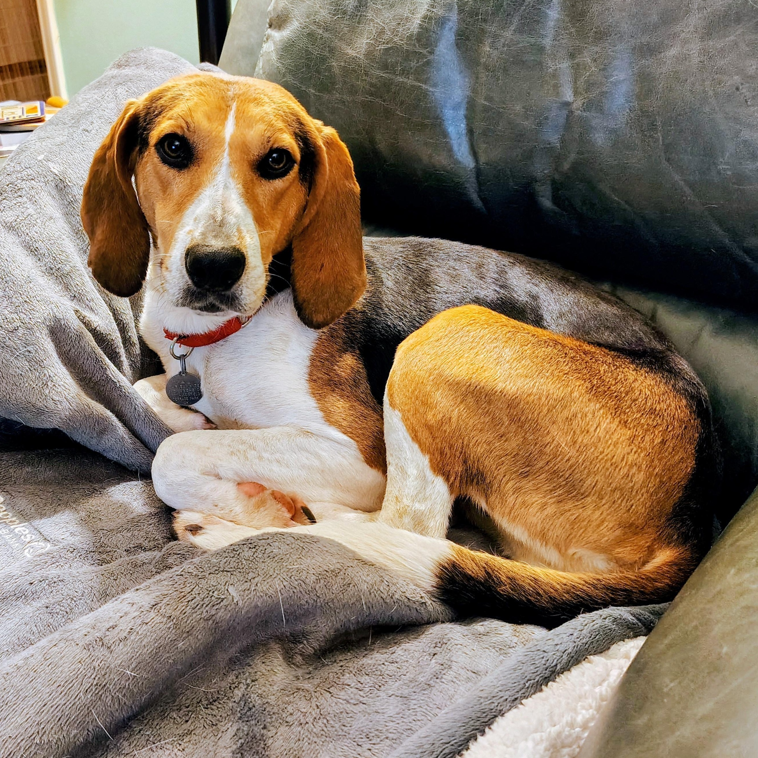Enlarge Hazel, a ADOPTABLE Treeing Walker Coonhound in Terrace Park, OH image 3/6
