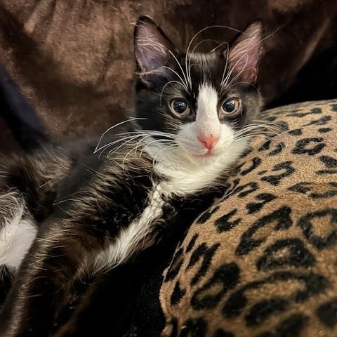 Phoenix (bonded with Nova)