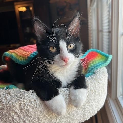 Phoenix (bonded with Nova)