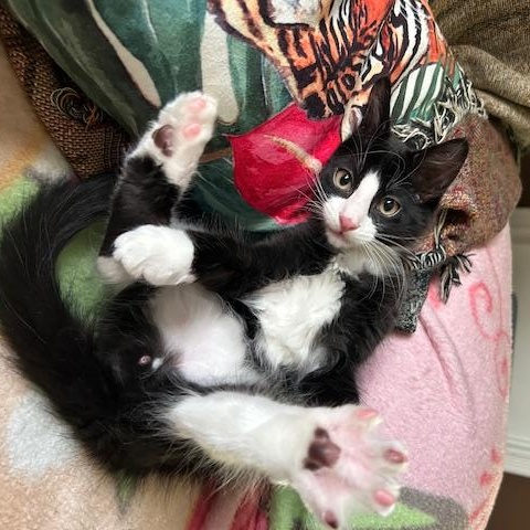 Phoenix (bonded with Nova)