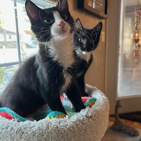 Phoenix (bonded with Nova)