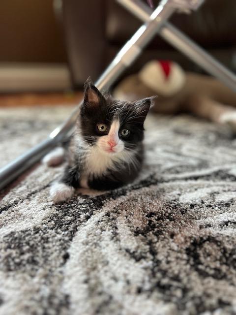 Phoenix (bonded with Nova)