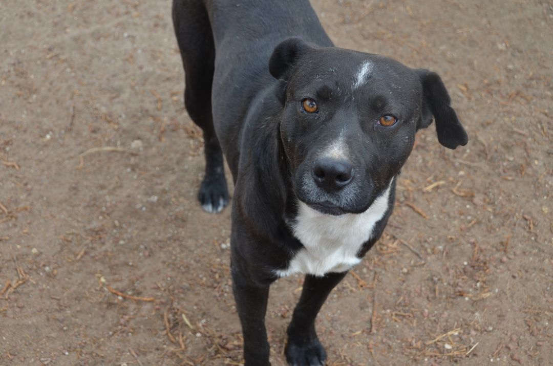Enlarge Demian, a Adoptable Black Labrador Retriever in London, ON image 4/5