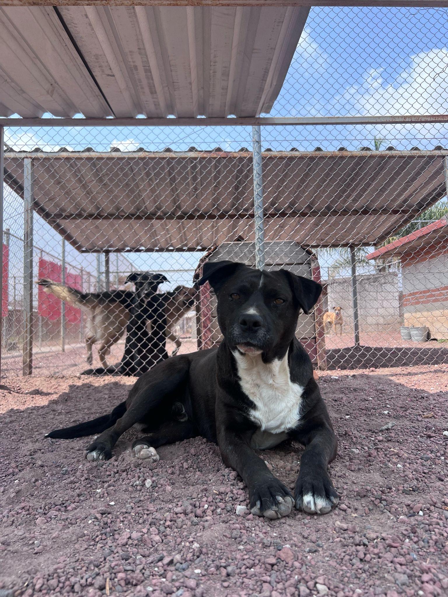 Enlarge Demian, a Adoptable Black Labrador Retriever in London, ON image 2/5