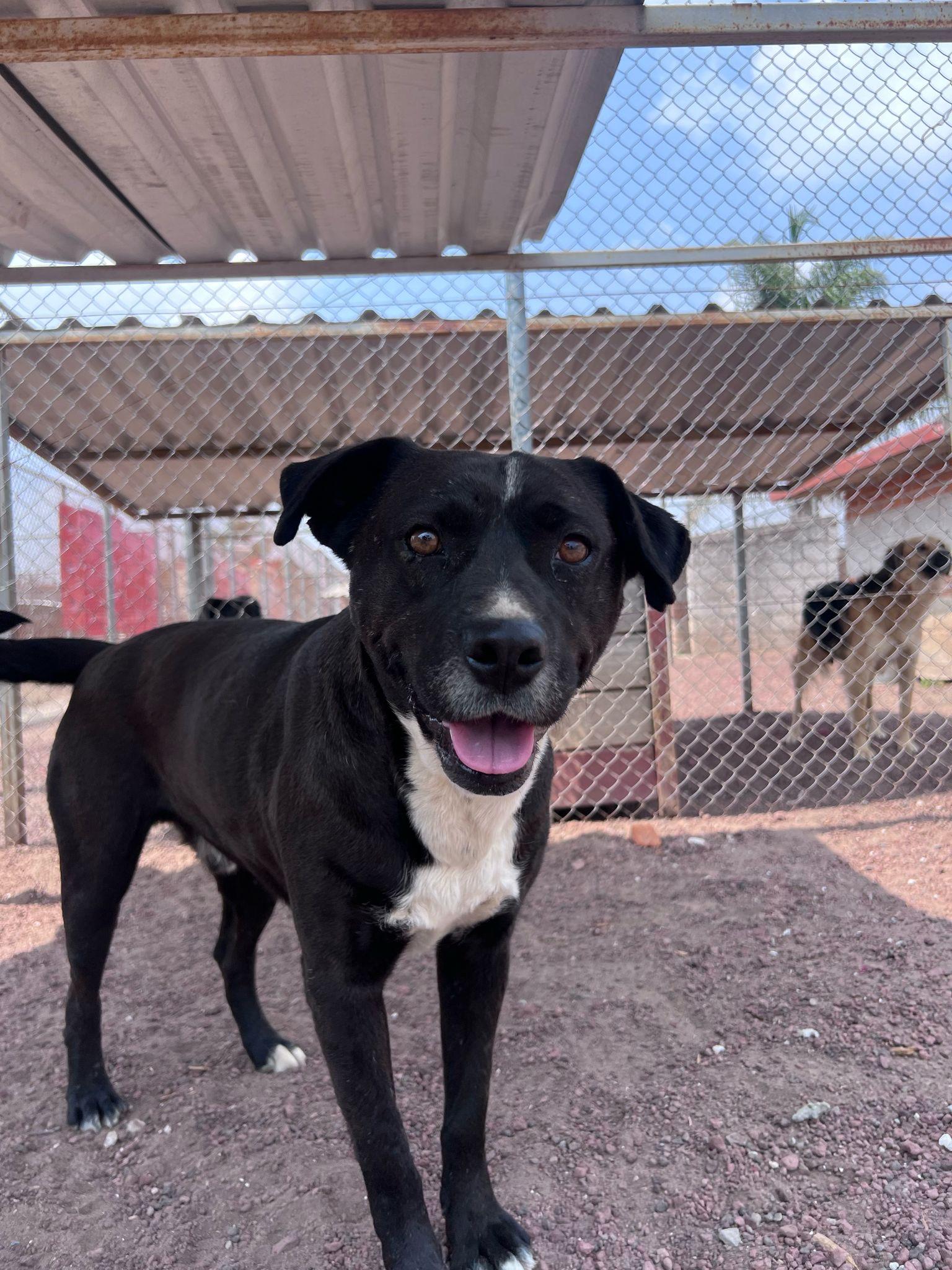 Enlarge Demian, a Adoptable Black Labrador Retriever in London, ON image 1/5