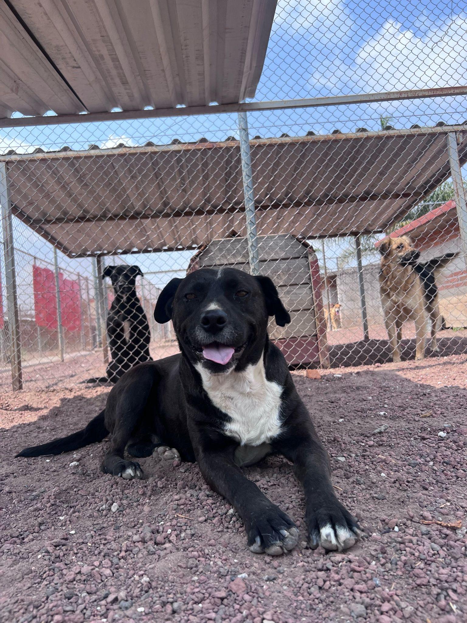 Enlarge Demian, a Adoptable Black Labrador Retriever in London, ON image 3/5