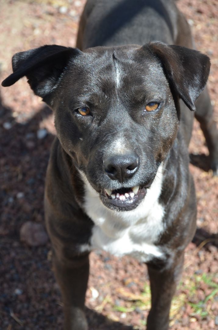 Enlarge Demian, a Adoptable Black Labrador Retriever in London, ON image 5/5